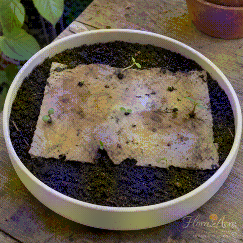 Demonstration of planting botanical seed paper cards and watching them grow