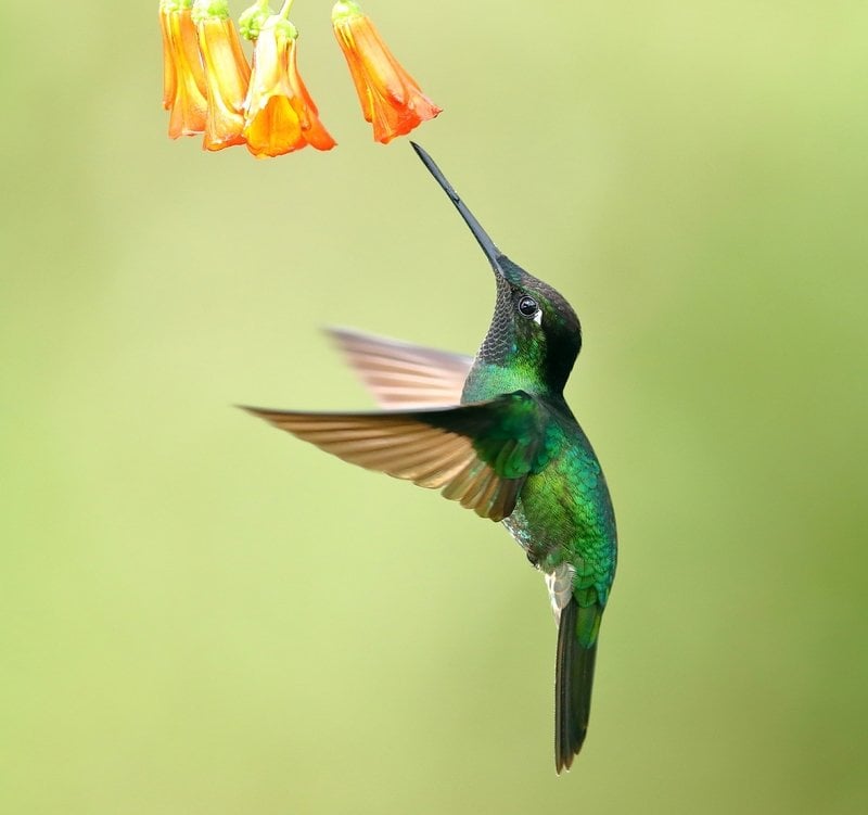 Sale 70% OFF💕Wooden Hummingbird House-Gift for Nature Lovers