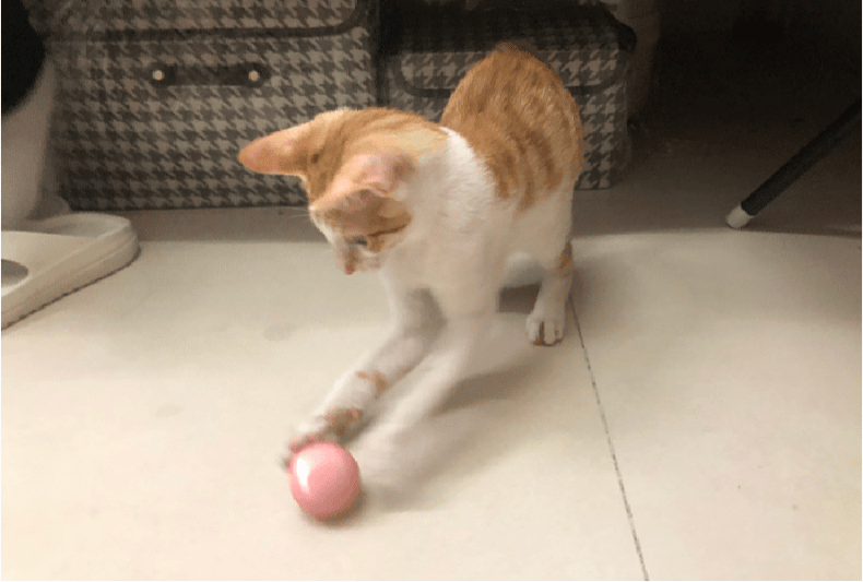 Self-Moving Ball For My Dog & Cat