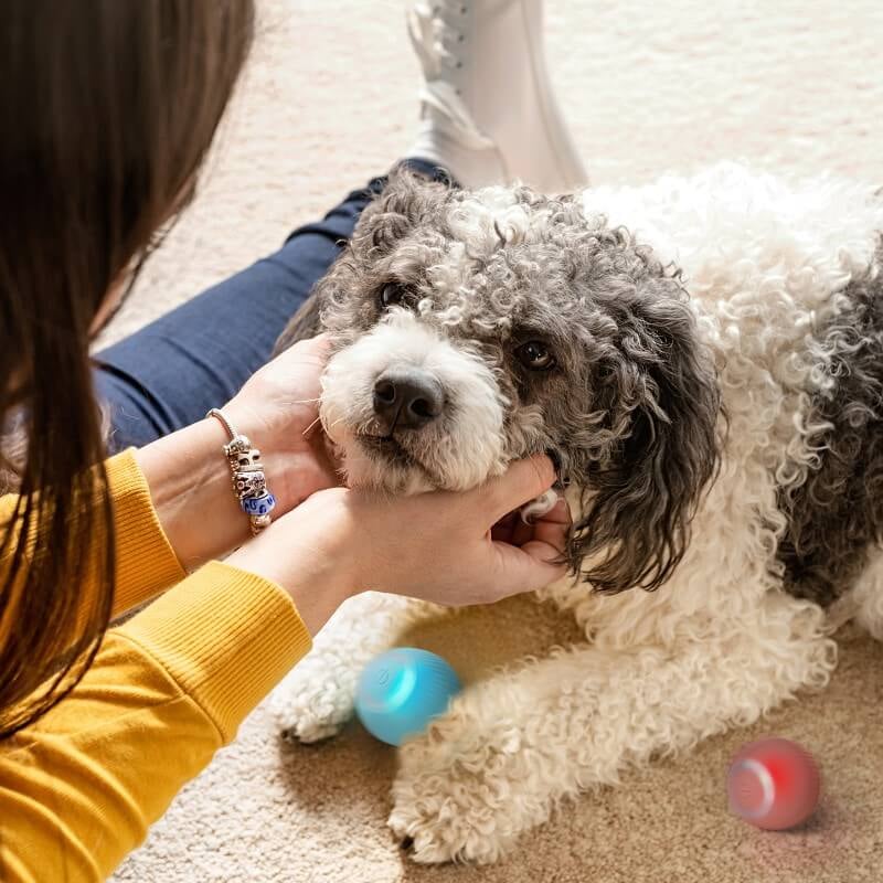 Self-Moving Ball For My Dog & Cat