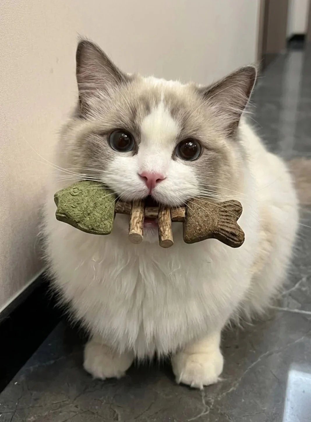 Happy healthy cat
