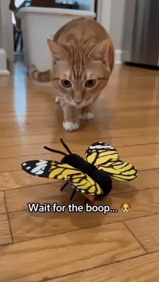 Cat engaging with a moving interactive butterfly toy