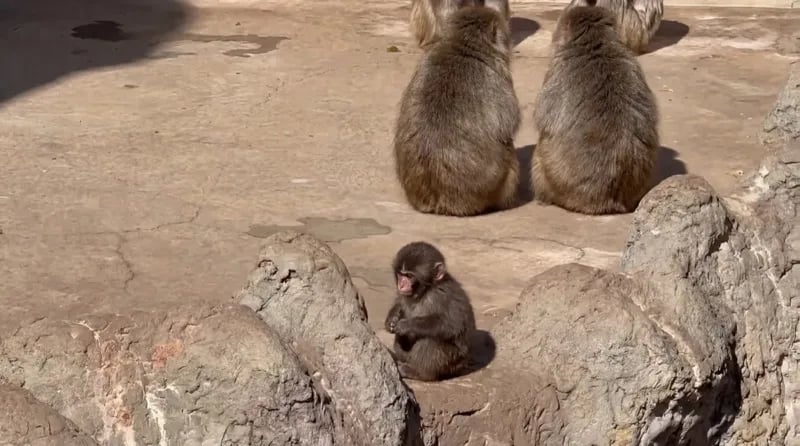 Punch sitting alone on rocks while other monkeys ignore him