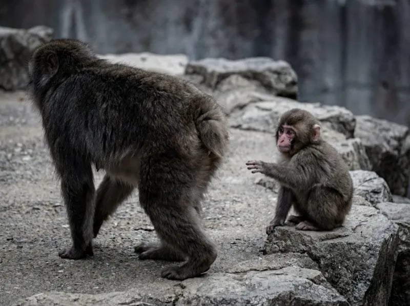 Mother monkey walking away from baby Punch who reaches out crying