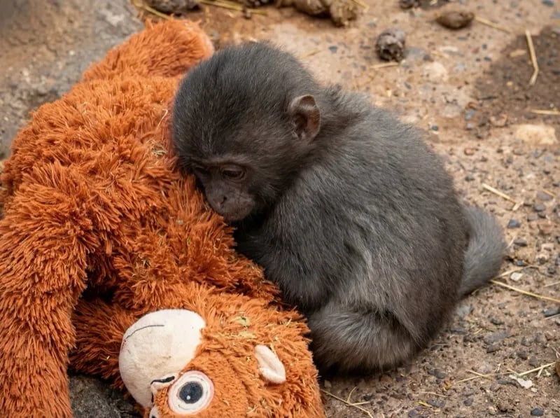 Punch pressing his face lovingly into his orange plush orangutan