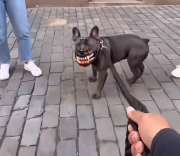 Malinois wearing Hellhound Pet Mask