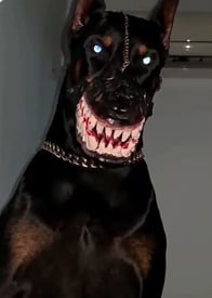 Customer dog wearing Hellhound Pet Mask