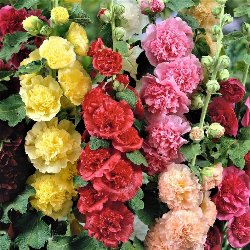May include: A close-up of a bouquet of hollyhock flowers in various colors, including yellow, pink, red, and peach. The flowers are arranged in a cluster, with their petals overlapping and creating a soft, textured effect. The flowers are surrounded by green leaves and stems. May include: A close-up of a bouquet of hollyhock flowers in various colors, including yellow, pink, red, and peach. The flowers are arranged in a cluster, with their petals overlapping and creating a soft, textured effect. The flowers are surrounded by green leaves and stems.