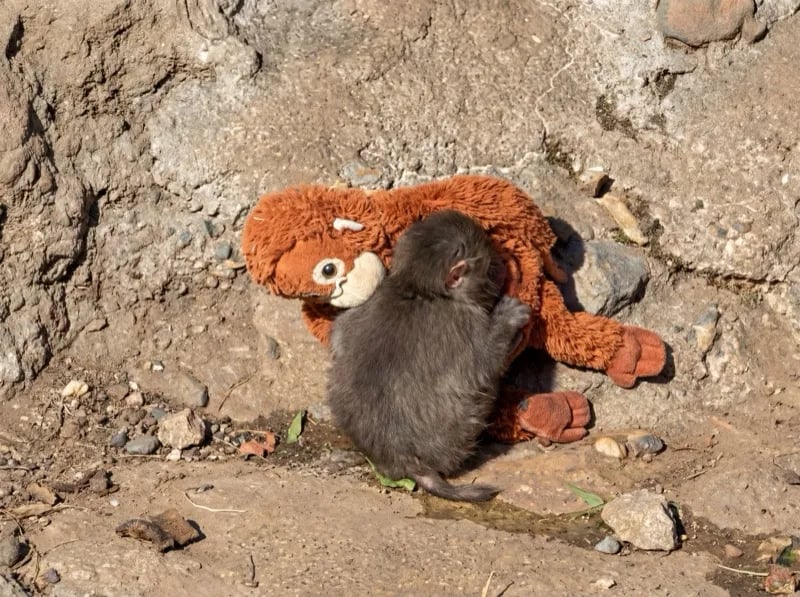 Punch sleeping peacefully curled up on his plush orangutan