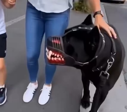 Customer dog wearing monster muzzle