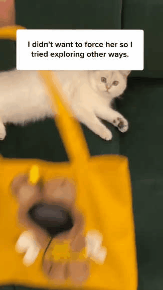 Cat using cute head-out carrier bag